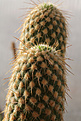Нажмите на изображение для увеличения.

Название:	Austrocylindropuntia_pachypus.jpg
Просмотров:	160
Размер:	224.5 Кб
ID:	338213