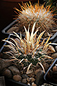 Нажмите на изображение для увеличения.

Название:	Stenocactus_erectocentrus_SB1565.jpg
Просмотров:	152
Размер:	234.0 Кб
ID:	338215