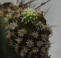 Нажмите на изображение для увеличения.

Название:	Mammillaria gracilis mutanta_26.8.131.jpg
Просмотров:	159
Размер:	273.9 Кб
ID:	338220