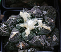 Нажмите на изображение для увеличения.

Название:	Ariocarpus_Godzila1.jpg
Просмотров:	134
Размер:	170.7 Кб
ID:	338221