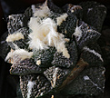 Нажмите на изображение для увеличения.

Название:	Ariocarpus_Godzila2.jpg
Просмотров:	150
Размер:	186.2 Кб
ID:	338222