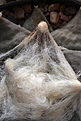 Нажмите на изображение для увеличения.

Название:	Ariocarpus_retusus.jpg
Просмотров:	155
Размер:	217.2 Кб
ID:	338223