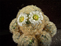 Нажмите на изображение для увеличения.

Название:	Mammillaria_carmenae.jpg
Просмотров:	163
Размер:	206.8 Кб
ID:	338245