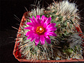 Нажмите на изображение для увеличения.

Название:	Gymnocactus_viereckii_L1159.jpg
Просмотров:	152
Размер:	230.3 Кб
ID:	338246