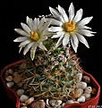 Нажмите на изображение для увеличения.

Название:	Mammillaria hernandezii v. albiflora. 
Просмотров:	153
Размер:	177.7 Кб
ID:	338250