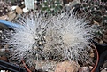 Нажмите на изображение для увеличения.

Название:	Copiapoa_kraiziana.jpg
Просмотров:	176
Размер:	240.4 Кб
ID:	338262