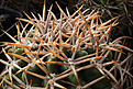 Нажмите на изображение для увеличения.

Название:	Gymnocalycium_achirasense_VG716.jpg
Просмотров:	158
Размер:	223.7 Кб
ID:	338271