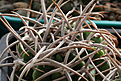 Нажмите на изображение для увеличения.

Название:	Gymnocalycium_mostii_P84.jpg
Просмотров:	166
Размер:	203.3 Кб
ID:	338272