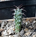 Нажмите на изображение для увеличения.

Название:	Euphorbia horwoodii_8.13.jpg
Просмотров:	270
Размер:	132.9 Кб
ID:	338291