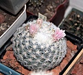 Нажмите на изображение для увеличения.

Название:	Mammillaria candida_10y_11.13.jpg
Просмотров:	138
Размер:	130.1 Кб
ID:	338296