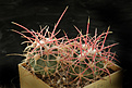 Нажмите на изображение для увеличения.

Название:	Echinocactus_xeranthemoides_SB475.jpg
Просмотров:	161
Размер:	207.1 Кб
ID:	338297