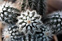 Нажмите на изображение для увеличения.

Название:	Echinocereus baileyi v.albispinus_19.8.13.jpg
Просмотров:	141
Размер:	78.9 Кб
ID:	338323