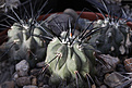 Нажмите на изображение для увеличения.

Название:	Copiapoa_gigantea_PV2155_Taltal.jpg
Просмотров:	147
Размер:	204.6 Кб
ID:	338327