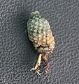 Нажмите на изображение для увеличения.

Название:	Pediocactus simpsonii v.minor SB194_17.8.13.jpg
Просмотров:	266
Размер:	234.6 Кб
ID:	338333