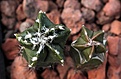 Нажмите на изображение для увеличения.

Название:	Astrophytum myriostigma kikxfuc_18m_8.8.13.jpg
Просмотров:	140
Размер:	76.8 Кб
ID:	338334