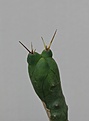 Нажмите на изображение для увеличения.

Название:	Trichocereus bridgesii f.monstrosa inermis_7.13.jpg
Просмотров:	142
Размер:	131.0 Кб
ID:	338336