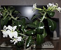 Нажмите на изображение для увеличения.

Название:	pachipodium sandersii.jpg
Просмотров:	278
Размер:	227.2 Кб
ID:	338337