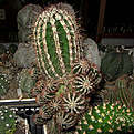 Нажмите на изображение для увеличения.

Название:	Echinopsis_sp.jpg
Просмотров:	170
Размер:	247.7 Кб
ID:	338342