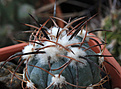 Нажмите на изображение для увеличения.

Название:	Echinocactus_horizontalonius_nicholii_aff_KMR265.jpg
Просмотров:	171
Размер:	194.4 Кб
ID:	338346