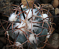 Нажмите на изображение для увеличения.

Название:	Echinocactus_horizontalonius_nicholii_aff_KMR265_.jpg
Просмотров:	163
Размер:	194.8 Кб
ID:	338347