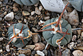 Нажмите на изображение для увеличения.

Название:	Echinocactus_horizontalonius_PD104.jpg
Просмотров:	159
Размер:	223.4 Кб
ID:	338348