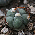 Нажмите на изображение для увеличения.

Название:	Echinocactus_horizontalonius_PD104_.jpg
Просмотров:	167
Размер:	179.5 Кб
ID:	338349