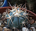 Нажмите на изображение для увеличения.

Название:	Echinocactus_horizontalonius_PD106.jpg
Просмотров:	157
Размер:	192.7 Кб
ID:	338350