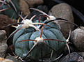 Нажмите на изображение для увеличения.

Название:	Echinocactus_horizontalonius_PD110.jpg
Просмотров:	172
Размер:	182.8 Кб
ID:	338351