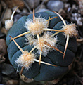 Нажмите на изображение для увеличения.

Название:	Echinocactus_horizontalonius_PD114.jpg
Просмотров:	171
Размер:	204.2 Кб
ID:	338352