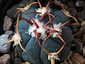 Нажмите на изображение для увеличения.

Название:	Echinocactus_horizontalonius_PD114_.jpg
Просмотров:	167
Размер:	179.4 Кб
ID:	338353