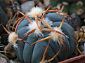 Нажмите на изображение для увеличения.

Название:	Echinocactus_horizontalonius_PD114+.jpg
Просмотров:	168
Размер:	191.9 Кб
ID:	338354