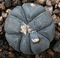 Нажмите на изображение для увеличения.

Название:	Echinocactus_horizontalonius_VZD293.jpg
Просмотров:	168
Размер:	212.2 Кб
ID:	338355
