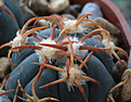 Нажмите на изображение для увеличения.

Название:	Echinocactus_horizontalonius_VZD1199.jpg
Просмотров:	157
Размер:	199.4 Кб
ID:	338356