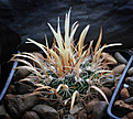 Нажмите на изображение для увеличения.

Название:	Stenocactus_erectocentrus_SB1565.jpg
Просмотров:	154
Размер:	187.7 Кб
ID:	338357