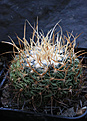 Нажмите на изображение для увеличения.

Название:	Stenocactus_multicostatus.jpg
Просмотров:	155
Размер:	189.5 Кб
ID:	338358