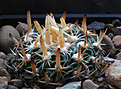 Нажмите на изображение для увеличения.

Название:	Stenocactus_spec_Mex57_km25_Quer.jpg
Просмотров:	153
Размер:	223.9 Кб
ID:	338359