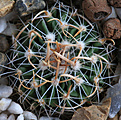 Нажмите на изображение для увеличения.

Название:	Stenocactus_spec_PP69_Palmas_Atlas.jpg
Просмотров:	146
Размер:	190.3 Кб
ID:	338360