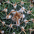 Нажмите на изображение для увеличения.

Название:	Stenocactus_spec_PP69_Palmas_Atlas_.jpg
Просмотров:	158
Размер:	172.7 Кб
ID:	338361