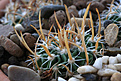 Нажмите на изображение для увеличения.

Название:	Stenocactus_spec_PP69_Palmas_Atlas+.jpg
Просмотров:	151
Размер:	189.8 Кб
ID:	338362