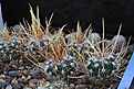 Нажмите на изображение для увеличения.

Название:	Stenocactus_zacatecasensis_f._CH484.jpg
Просмотров:	149
Размер:	192.2 Кб
ID:	338363
