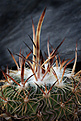 Нажмите на изображение для увеличения.

Название:	Stenocactus_zacatecasensis_SB1333_Hidalgo_del_Parral.jpg
Просмотров:	147
Размер:	221.9 Кб
ID:	338364