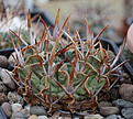 Нажмите на изображение для увеличения.

Название:	Stenocactus_coptonogonus.jpg
Просмотров:	149
Размер:	176.8 Кб
ID:	338373