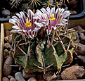 Нажмите на изображение для увеличения.

Название:	Stenocactus_coptonogonus+.jpg
Просмотров:	148
Размер:	237.8 Кб
ID:	338376