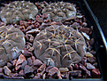 Нажмите на изображение для увеличения.

Название:	Gymnocalycium_riojense.jpg
Просмотров:	335
Размер:	239.0 Кб
ID:	338383