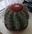 Нажмите на изображение для увеличения.

Название:	melocactus.jpg
Просмотров:	234
Размер:	150.6 Кб
ID:	338385