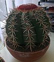 Нажмите на изображение для увеличения.

Название:	melocactus1.jpg
Просмотров:	231
Размер:	148.4 Кб
ID:	338386