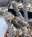 Нажмите на изображение для увеличения.

Название:	Pterocactus_IMG_9072.jpg
Просмотров:	243
Размер:	172.7 Кб
ID:	338395