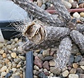 Нажмите на изображение для увеличения.

Название:	Pterocactus_IMG_9075.jpg
Просмотров:	246
Размер:	144.9 Кб
ID:	338396