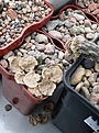 Нажмите на изображение для увеличения.

Название:	Pterocactus_IMG_9083.jpg
Просмотров:	240
Размер:	222.0 Кб
ID:	338397
