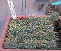 Нажмите на изображение для увеличения.

Название:	Gymnocalycium_monvillei_v_safronovii_VG506_IMG_8839.jpg
Просмотров:	196
Размер:	188.4 Кб
ID:	338399